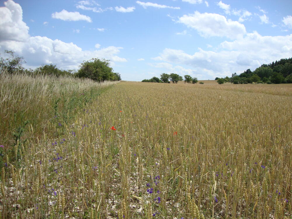 Schutzacker Westerhausen © Stefan Meyer