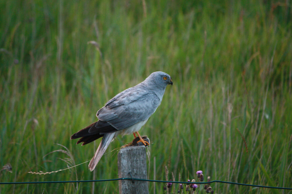 Kornweihen-Männchen &copy; Janina Voskuhl