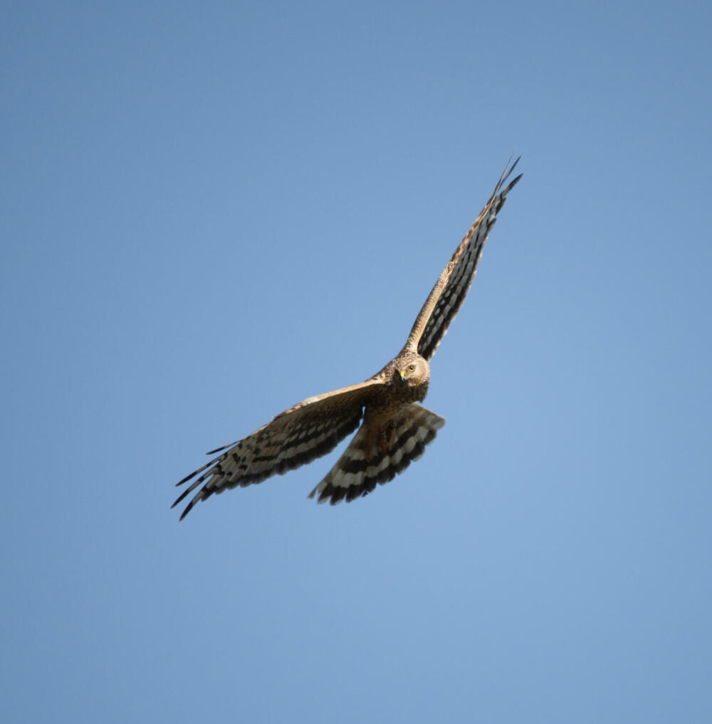 Kornweihen-Weibchen &copy; Nadine Oberdiek