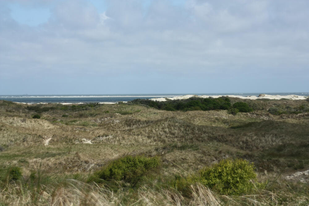 Lebensraum der Kornweihen &copy; Nadine Oberdiek