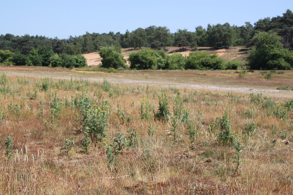 Sandlandschaft der Naturerbefläche Borken © Horst Böke/BFB Rhein-Weser