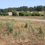 Sandlandschaft der Naturerbefläche Borken © Horst Böke/BFB Rhein-Weser