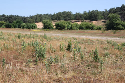 Sandlandschaft der Naturerbefläche Borken © Horst Böke/BFB Rhein-Weser