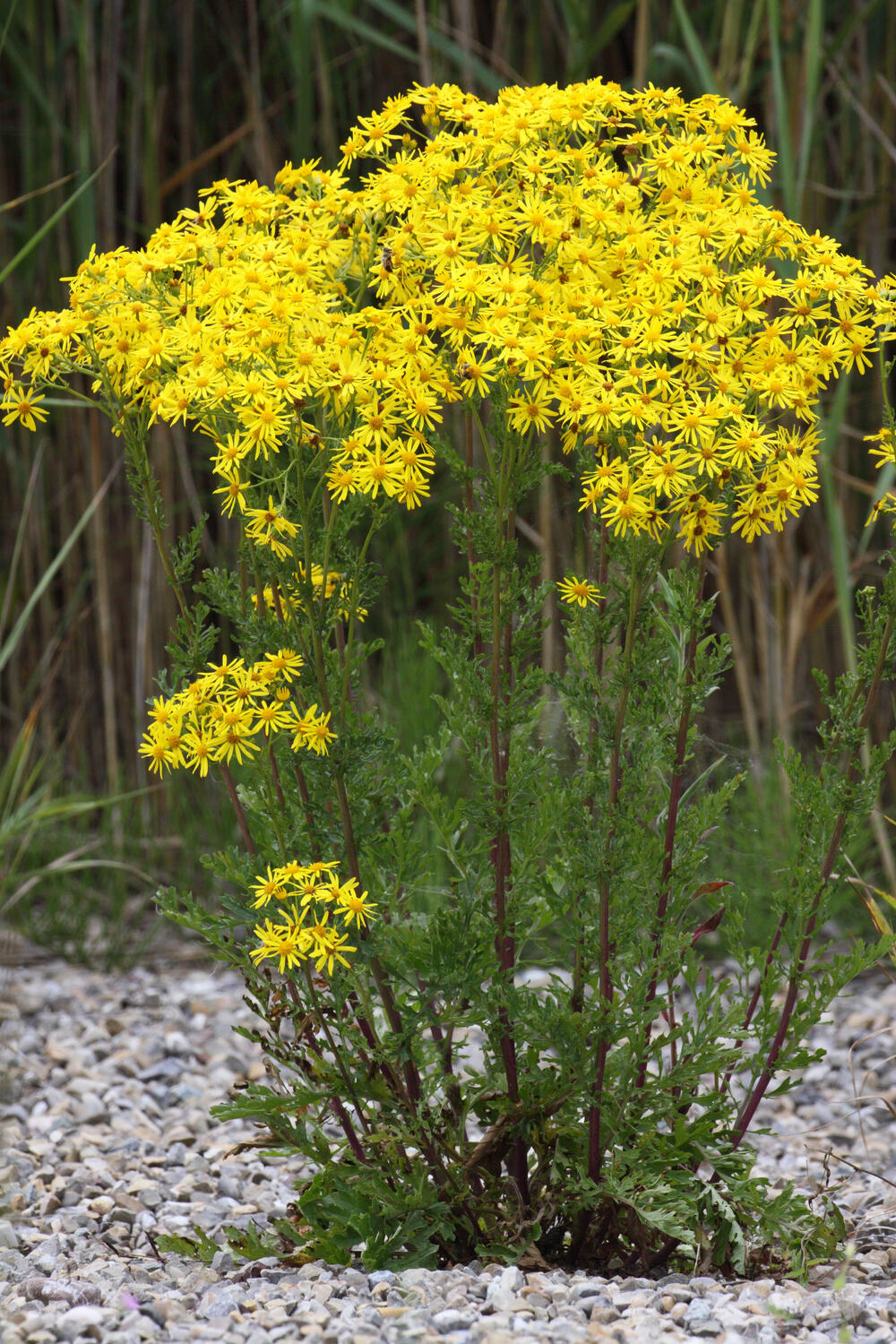 Jakobskreuzkraut © Jörg Hemmer/piclease