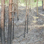 DBU-Naturerbefläche Peenemünde, Waldbrand © Wobser/Bundesforstbetrieb Vorpommern-Strelitz