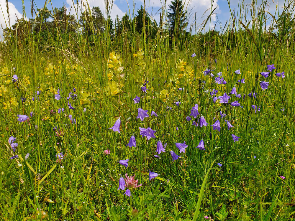 DBU Naturerbefläche Andernachhof © Roland Schröder/DBU Naturerbe