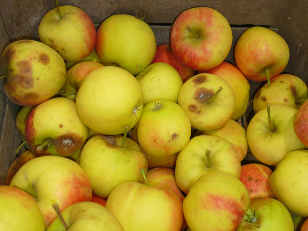 Bitterfäule-Befall Elstar Apfel &copy; Hinrich Holthusen/Obstbauversuchsanstalt Jork