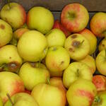 Bitterfäule-Befall Elstar Apfel &copy; Hinrich Holthusen/Obstbauversuchsanstalt Jork