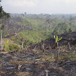 Die Herkunft von Holz kontrollieren 