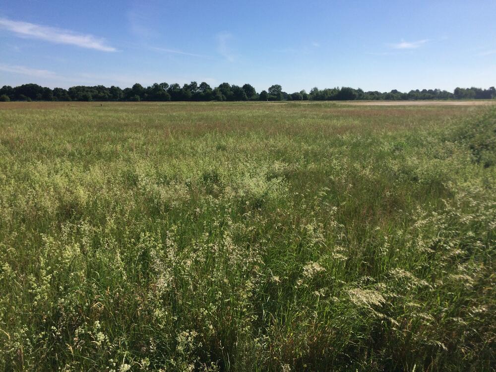 Glatthaferwiese Hopsten © DBU/Heemann