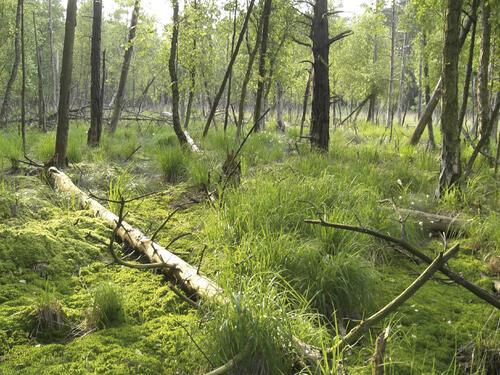 Birken-Moorwald_Ueckermuender Heide 