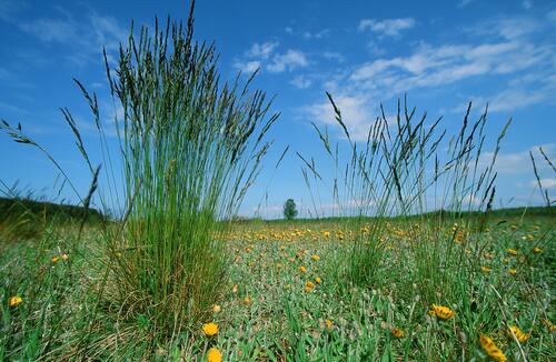 Ahlbecker Seegrund_Ueckermuender Heide &copy; Norbert Rosing