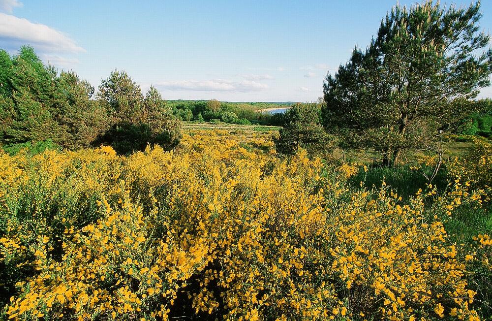 Ginsterbuesche_Halbinsel Buhlitz auf Ruegen &copy; Norbert Rosing