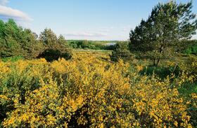 Ginsterbuesche_Halbinsel Buhlitz auf Ruegen &copy; Norbert Rosing