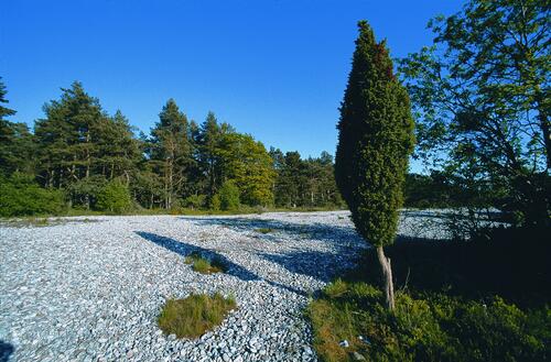 Feuersteinfelder_Prora auf Ruegen &copy; Norbert Rosing