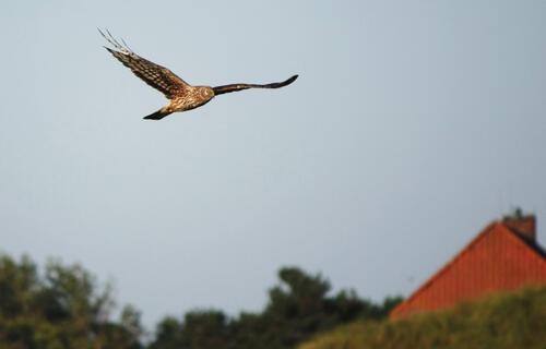 Kornweihen-Weibchen im Flug &copy; Nadine Oberdiek/Uni Oldenburg