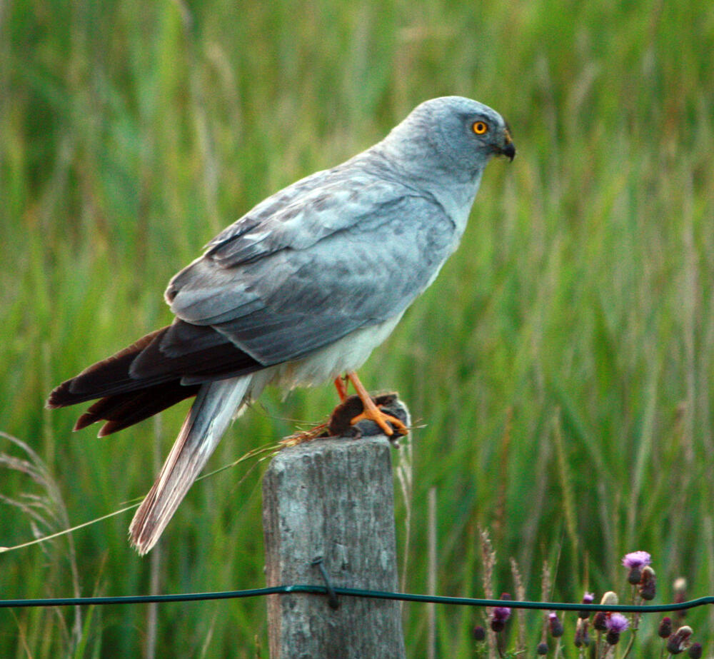 Kornweihen-Männchen &copy; Janina Voskuhl/Uni Oldenburg