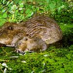 Biber im Authausener Wald 