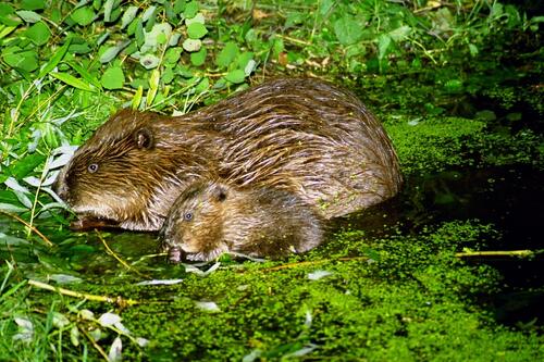 Biber im Authausener Wald 