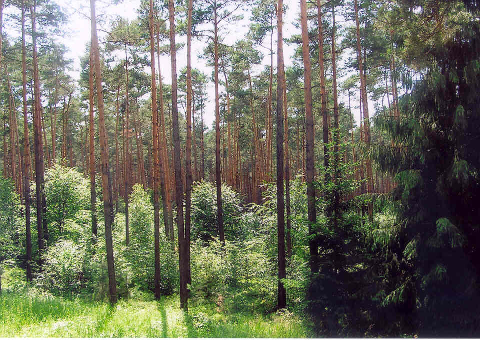 DBU Naturerbefläche Authausener Wald 