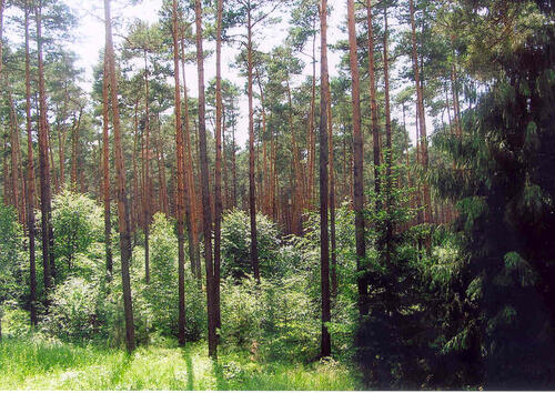 DBU Naturerbefläche Authausener Wald 