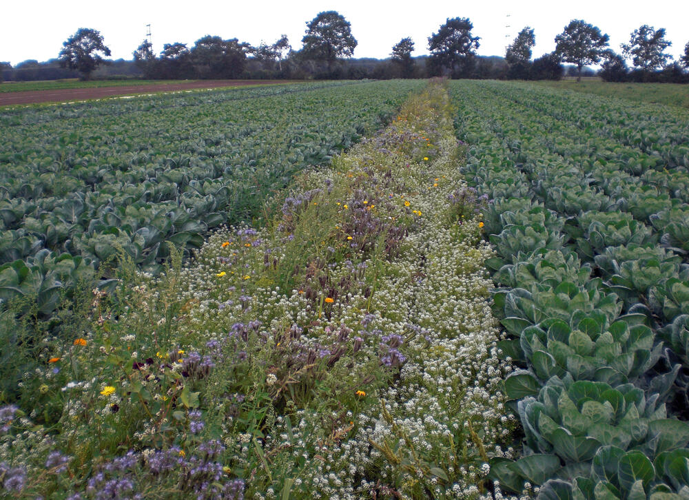 Blühstreifen © Anton Sartisohn/IPP