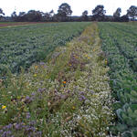 Blühstreifen © Anton Sartisohn/IPP