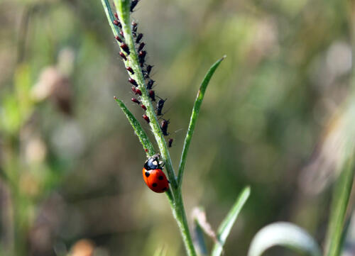 Marienkäfer verdrängen Schädlinge © Marina Amelin/IPP