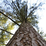 Douglasie von der DBU-Naturerbefläche Ueckermünder Heide  © Christina Möller/Bundesforst