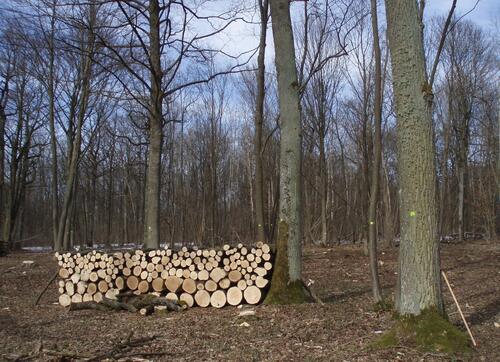 DBU-Naturerbefläche Reiterswiesen © Bundesforst/ Fritzemeier