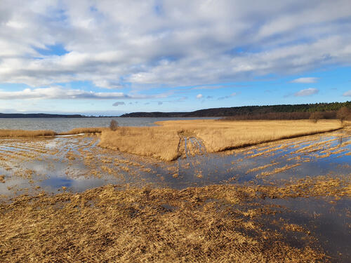 Heidemoor © Lena Fitzner/DBU Naturerbe