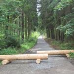 Badeteichweg DBU-Naturerbefläche Pöllwitzer Wald © Bundesforst/Zimmermann-Safar