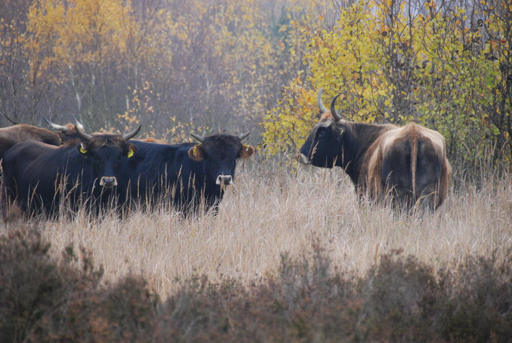  Heckrinder, DBU-Naturerbefläche Oranienbaumer Heide 