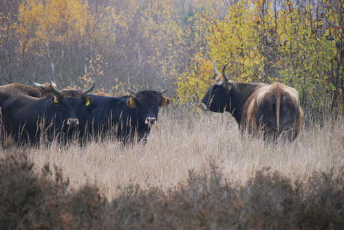  Heckrinder, DBU-Naturerbefläche Oranienbaumer Heide 