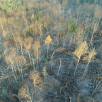 Harvester © Dr. Simon Thorn