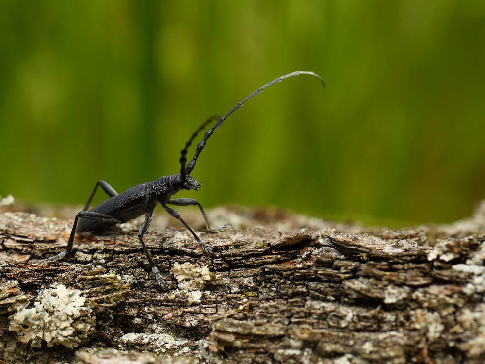 Käfer © Dr. Simon Thorn