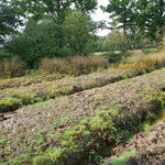 Süskenbrocksmoor Gräben © Katja Behrendt/DBU