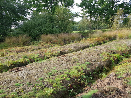 Süskenbrocksmoor Gräben © Katja Behrendt/DBU