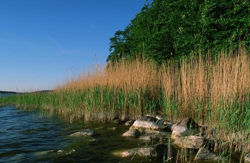Schilfguertel mit Findlingen vor Halbinsel Thiessow_Ruegen &copy; Norbert Rosing