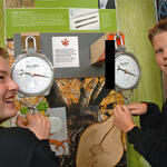 Stabile Balken - Bauen und Stabilisieren 