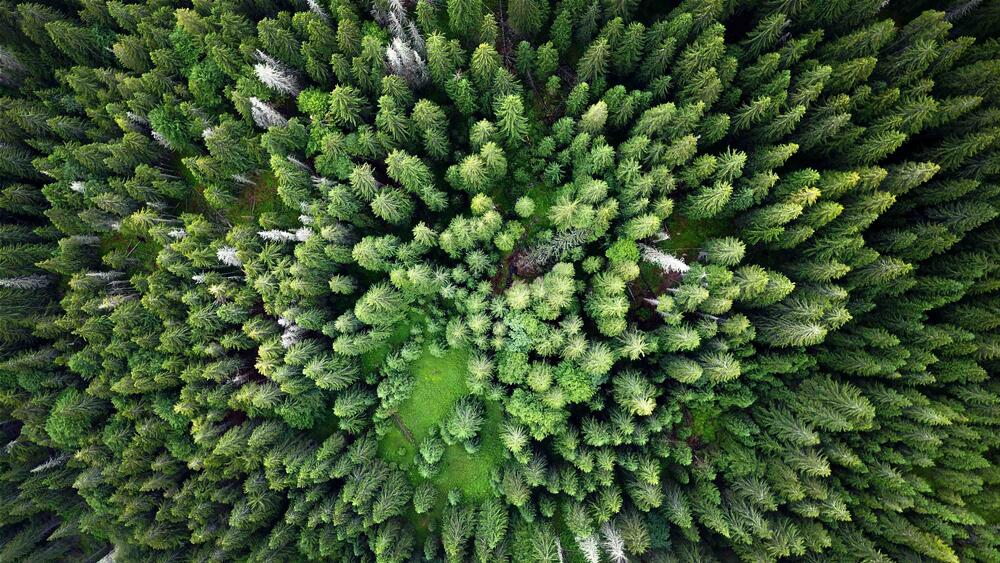 Urwald Rumänien © Luick/Deutsche Bundesstiftung Umwelt