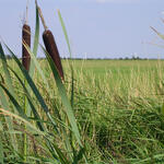 Rohrkolben © Gerd Röder/Piclease