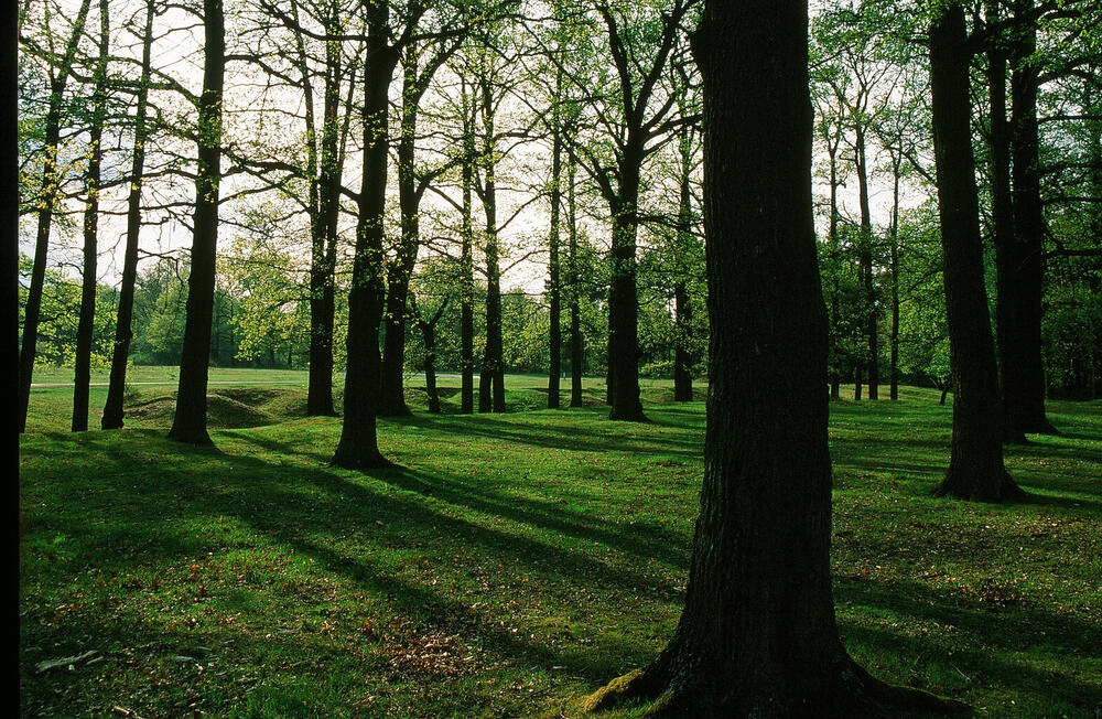 DBU-Naturerbefläche Hainberg - Hutewald © DBU Naturerbe