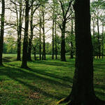 DBU-Naturerbefläche Hainberg - Hutewald © DBU Naturerbe