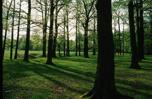 DBU-Naturerbefläche Hainberg - Hutewald © DBU Naturerbe