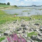 Rheinufer Lebendiger Rhein &copy; NABU