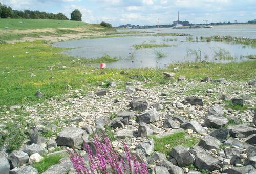 Rheinufer Lebendiger Rhein &copy; NABU