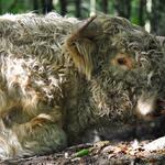 DBU-Naturerbefläche Borken Hochlandrind © Richard Löttert