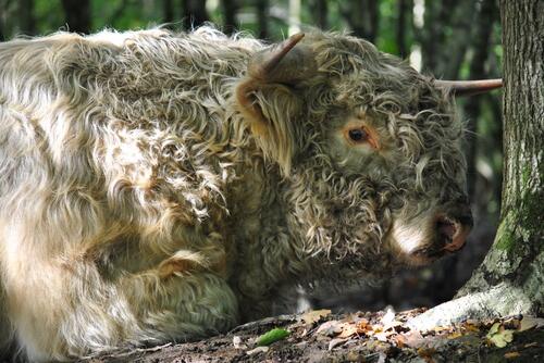DBU-Naturerbefläche Borken Hochlandrind © Richard Löttert