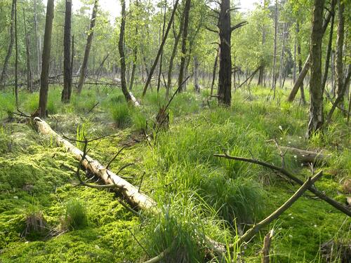 Nationales Naturerbe - Eggesiner Forst 